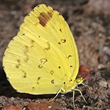 Eurema hecabe